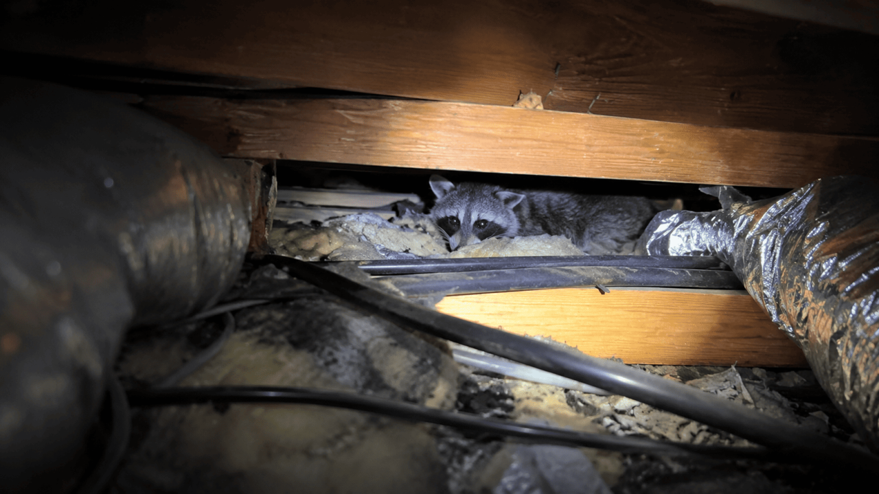 害獣の再侵入を防止するための屋根まわりの侵入口封鎖施工