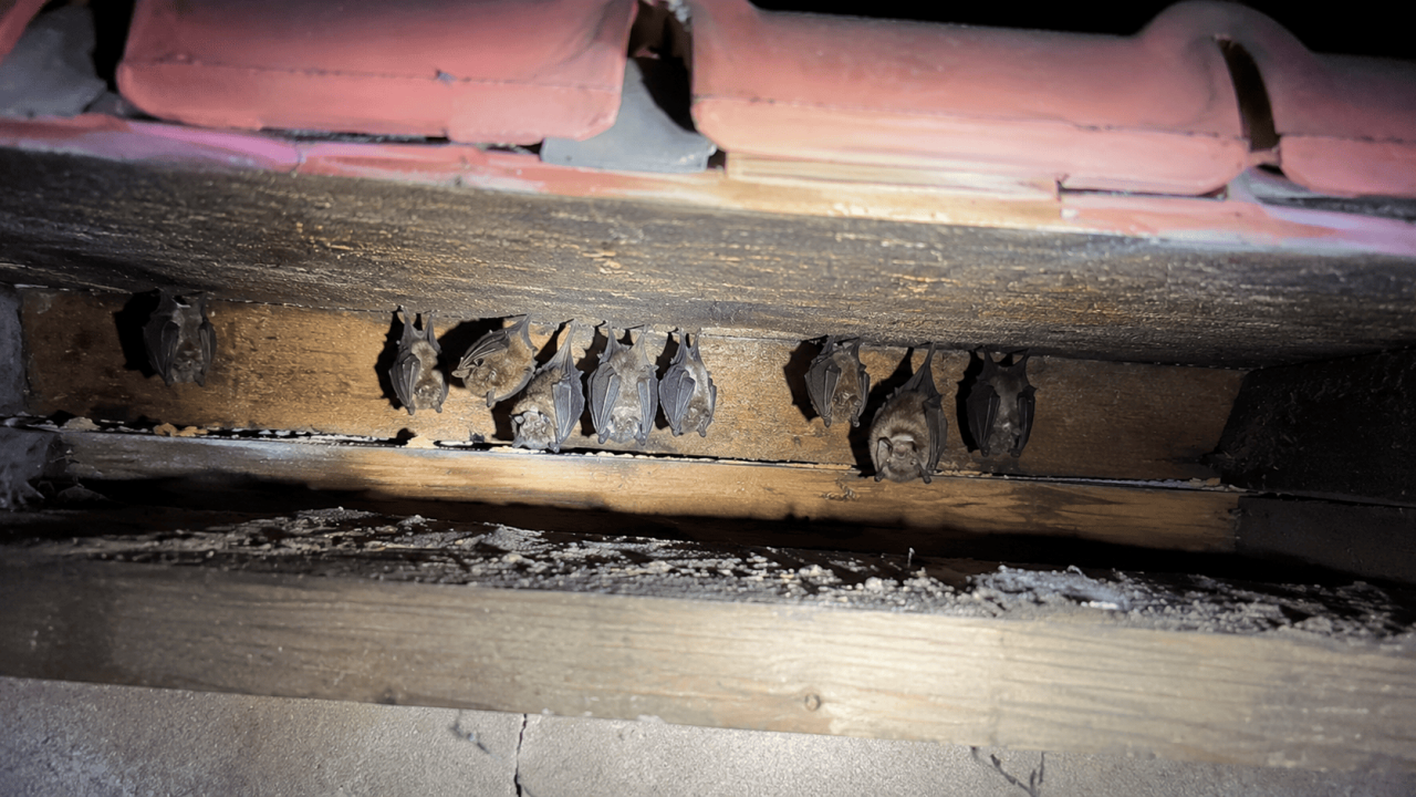 天井裏に住み着いたハクビシンの駆除と再発防止施工