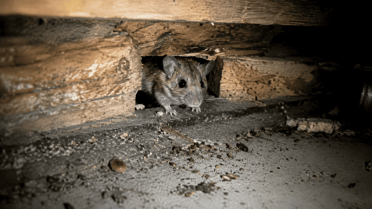 屋根裏に侵入したネズミの駆除とフン清掃・消毒作業