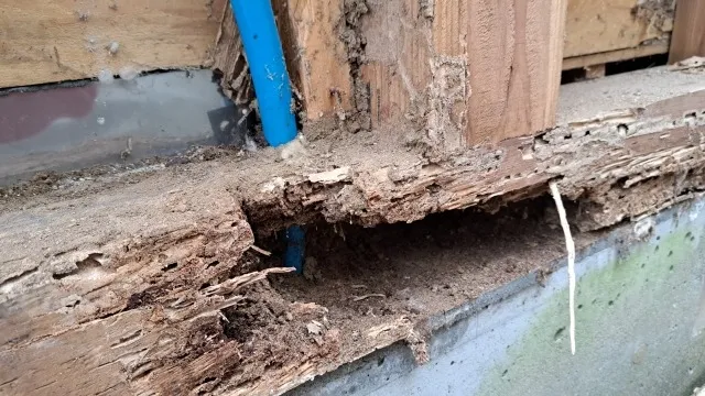 シロアリが自然にいなくならない理由と対策！