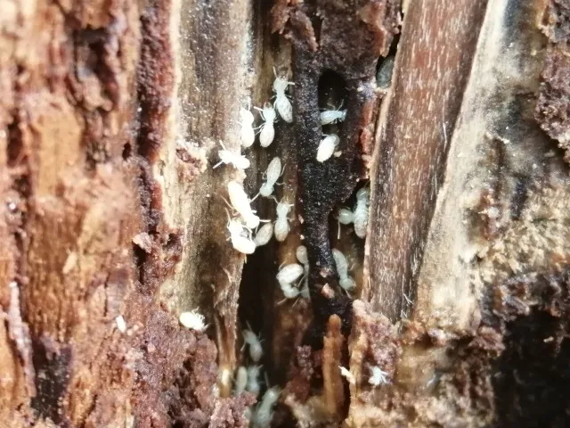 シロアリは人体への影響がある？目に見えない健康リスクに要注意