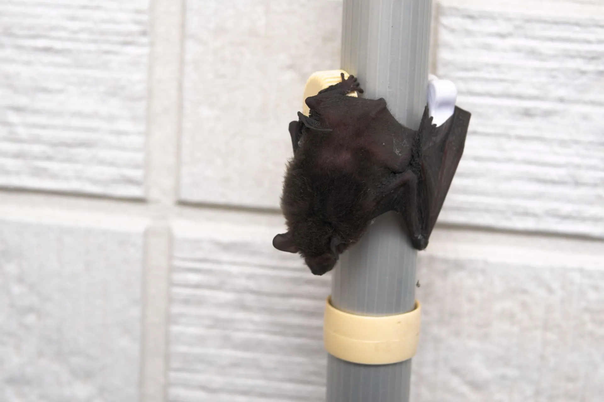 コウモリ駆除のタイミングとは？被害が広がる前に知っておくこと