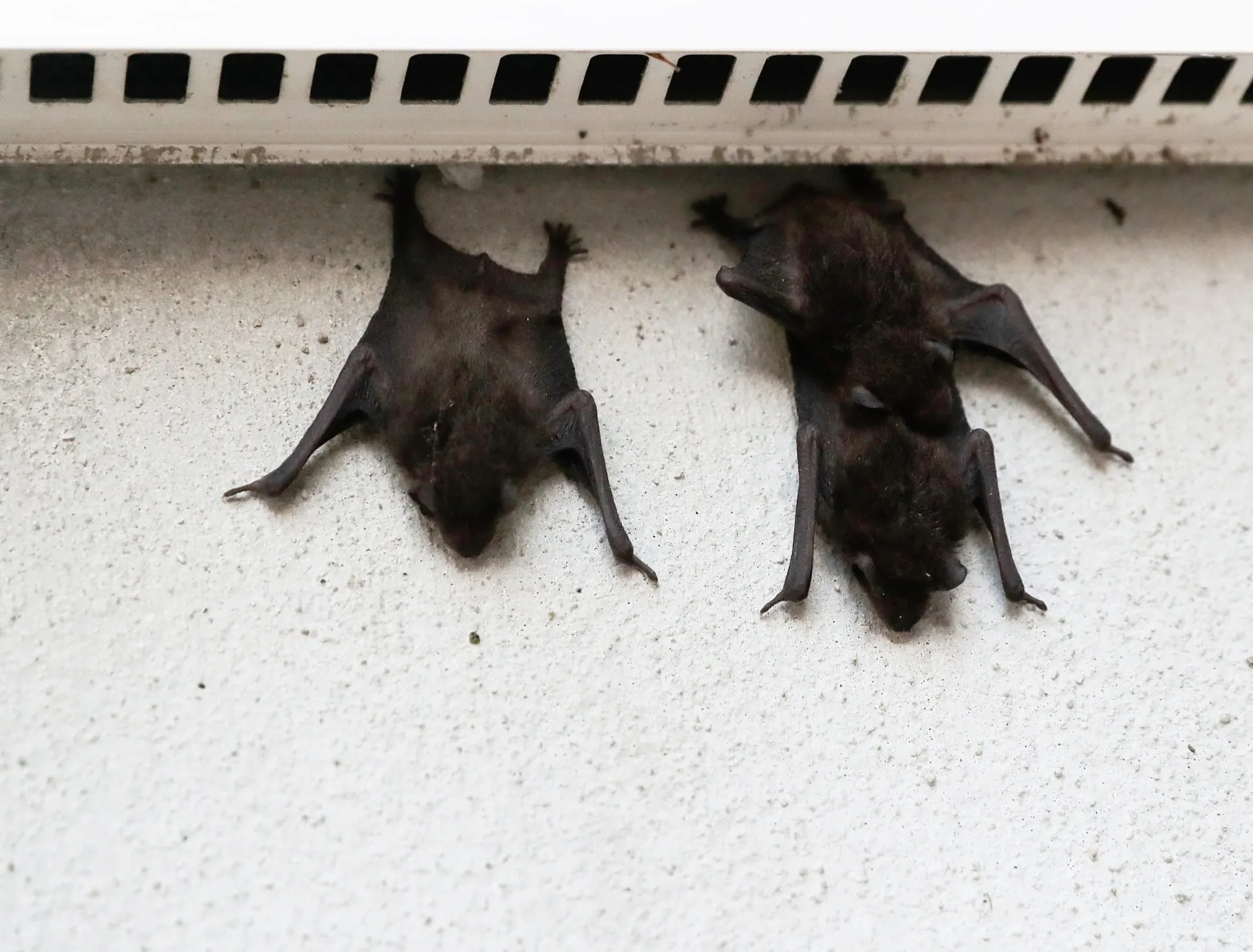 コウモリ対策をしないとどうなる？よくある被害例