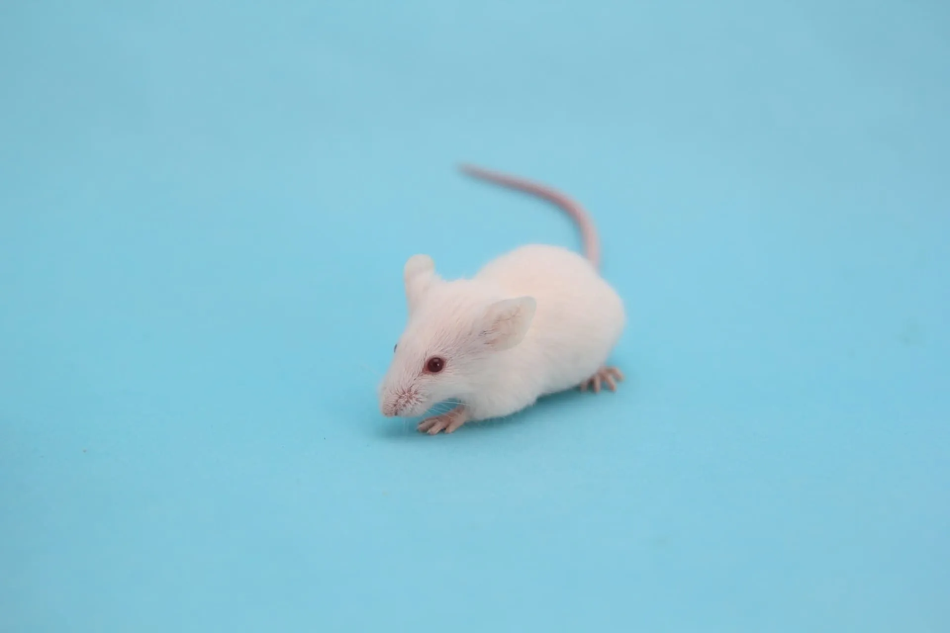 小動物による被害が増加中？原因と正しい対策方法を解説