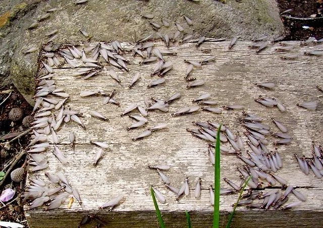 羽アリを見かけた！それ、シロアリのサインかもしれません