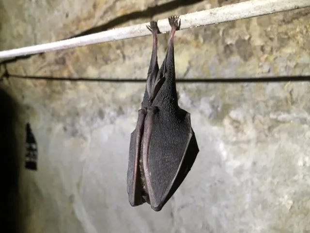 市販のコウモリ撃退グッズは効果ある?注意点を解説