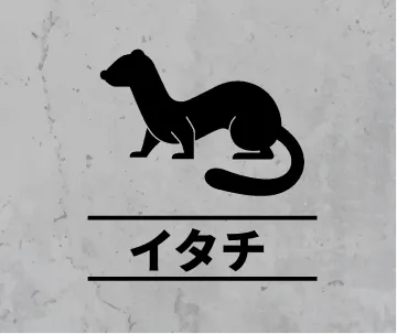 イタチの害獣駆除