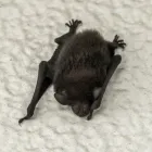 コウモリの害獣駆除