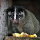 ハクビシンの害獣駆除