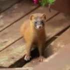 イタチの害獣駆除