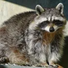 アライグマの害獣駆除