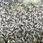 シロアリの害虫駆除